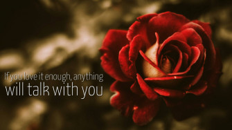 Love Quotes Wallpaper