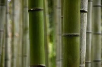 Bamboo Wallpaper HD Topwallpaper