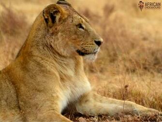 Gallery For Gt Fierce Lioness