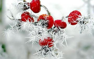 Nature Winter Red Berries Rose Hips Snow Frost Wallpaper