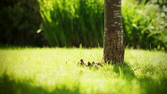 Nature Grass Tree Trunk High Definition Wallpaper HD