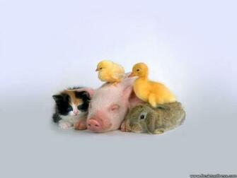 Desktop Wallpaper Animals Background Baby Chicken Duck On Pig