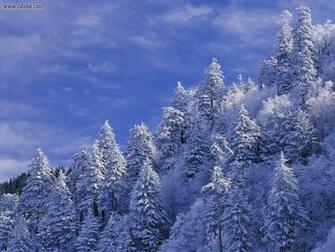 Nature Newfound Gap Great Smoky Mountains National Park Picture Nr