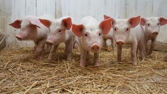 Pigs Full HD Wallpaper
