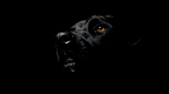 Black Pitbull Wallpaper