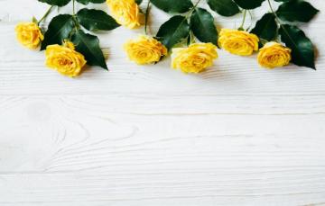 Wallpaper Flowers Roses Yellow Summer Wood