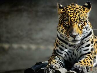 Black Leopard Wallpaper