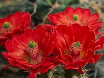 Cactus Flower Wallpaper Computer Beautiful Desktop