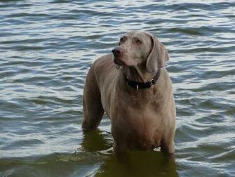 Weimaraner Adoption The Dog Wallpaper Best