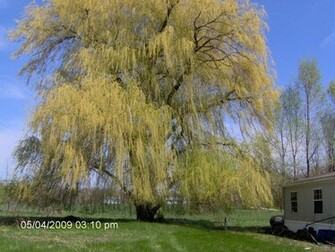 Weeping Willow Wallpaper