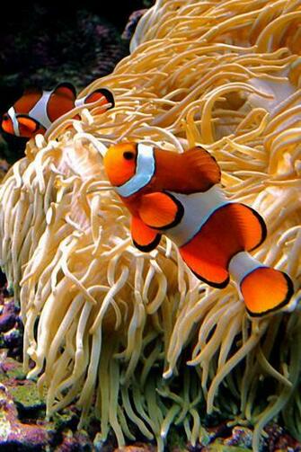 HD Wallpaper Clown Fish X Kb Jpeg