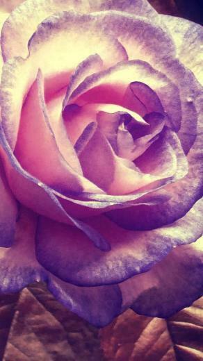 Carley Spencer On Flowers Pretty Plants