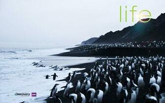 Discovery Channel Wallpaper