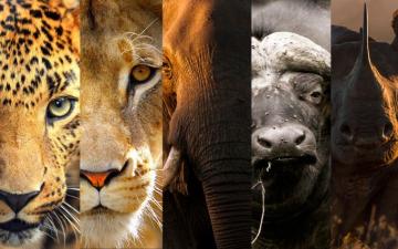 Help Against Poaching Survey