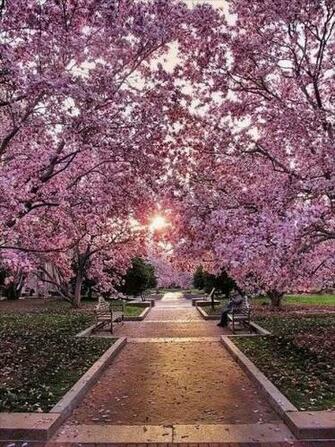 Cherry Blossom Walk Washington Dc Wallpaper HD Uploaded