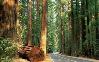 Sequoia National Park Wallpaper In HD Quality Inx