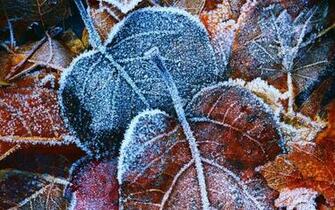 Stunning Frost Wallpaper HD Widescreen Desktop Image