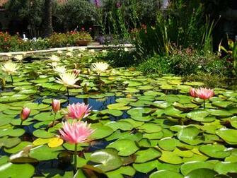 Wallpaper Pond Dawallpaperz