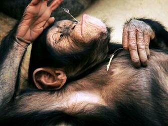 Chimpanzee High Quality Wallpaper Id For HD