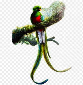 Resplendent Quetzal Art Png Image With Transparent Background Toppng