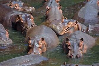 Hippopotamus Hippo Wallpaper