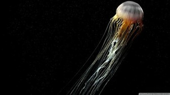 Beautiful Jellyfish Wallpaper