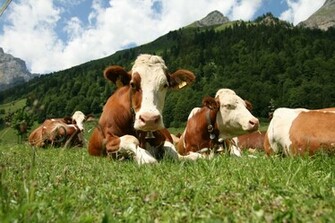 Animal Farm Animals Zoo Funny Wallpaper Full HD