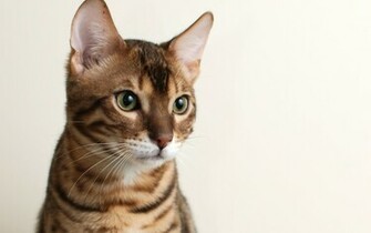 Animals Jpg