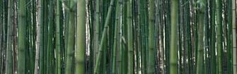Ing Bamboo HD Wallpaper Color Palette Tags Category General