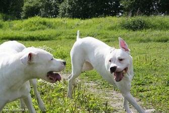 Dogo Argentino Playing Wallpaper And Image
