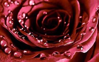 Rose HD Wallpaper New
