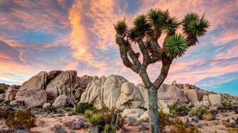 Earth Joshua Tree National Park Wallpaper