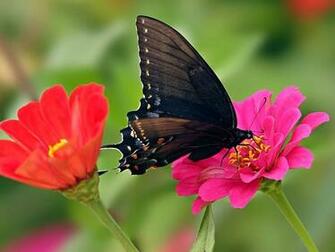 Wallpaper Black Butterfly On Pink Flower HD