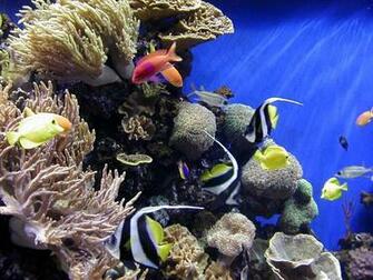 Lea Michele Monterey Bay Aquarium Wallpaper