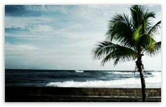 Wallpaper Photo Palm Html