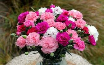 Carnation Carnations In The Vase Flowers HD Wallpaper
