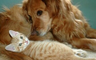 Dog And Cat Wallpaper Teddybear64