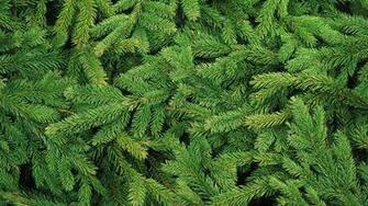 Green Pine Tree Leaves Image