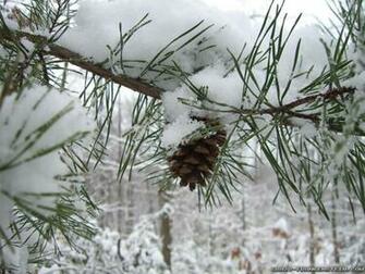 Winter Pine Trees Wallpaper Image Pictures Becuo