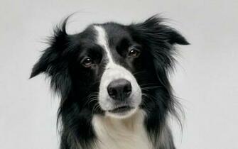 Border Collie Wallpaper