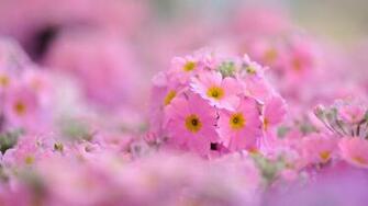 Pink Petals And Yellow Center Wallpaper Image