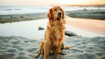 Golden Retrievers Wallpaper Top