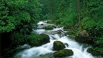 Peaceful Forest Rivers Landscape Wallpaper HD 1080p