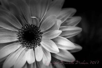 Daisy Black And White HD Wallpaper In Flowers Imageci