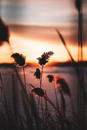 Pampas Grass Wallpaper