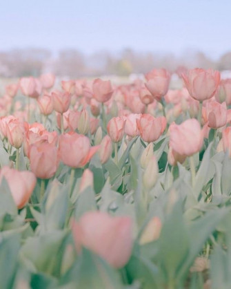 Pastel Spring Aesthetic Template Shops Amino