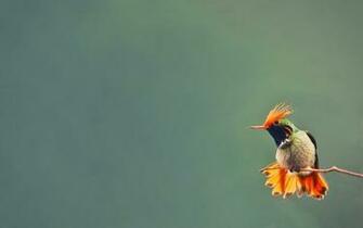 Pure High Definition HD You Can Cool Desktop Image For