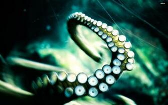 Tentacle Wallpaper Animal