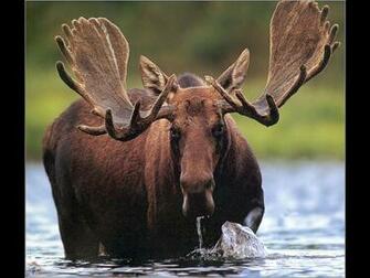 Moose Wallpaper Background