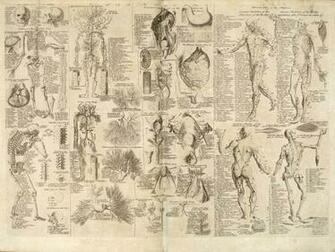Anatomy Wallpaper Body Desktop